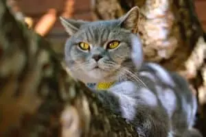 Thirteen Cat Breeds Perfect for Cozy Autumn Evenings