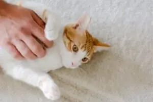 Relaxed Cats: The 13 Breeds That Love to Lounge All Day