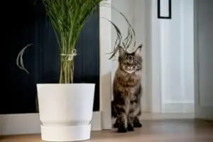 Thirteen Cat Breeds Known For Greeting Owners At The Door