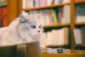 13 Cat Breeds That Look Like They Belong In A Cozy Bookshop