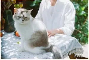 Cats Who Choose Your Side: 13 Ways They Show They Love Your Presence