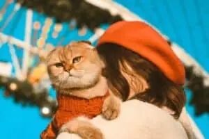 Thirteen Unique Cat Breeds That Defy Ordinary Expectations