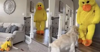 The Day a 13‑Year‑Old Got a Puppy Surprise