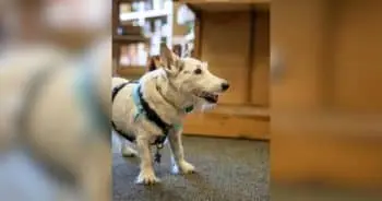 Senior Dog Gets the Zoomies and Proves He’s Still Got Plenty of Puppy Left