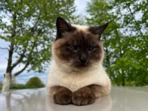 The 15 Most Affectionate Cat Breeds That Will Melt Your Heart