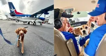 Flight Carries 18 At-Risk Dogs From North Carolina to New Jersey Safety