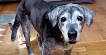 19-Year-Old Dog Abandoned at Shelter Learns to Smile and Play Like a Puppy