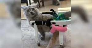 Two-Pound Kitten Gets Her Own Tiny Wheelchair and Starts Zooming