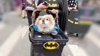 More Than Two Thousand Dogs March Through Manhattan for Halloween