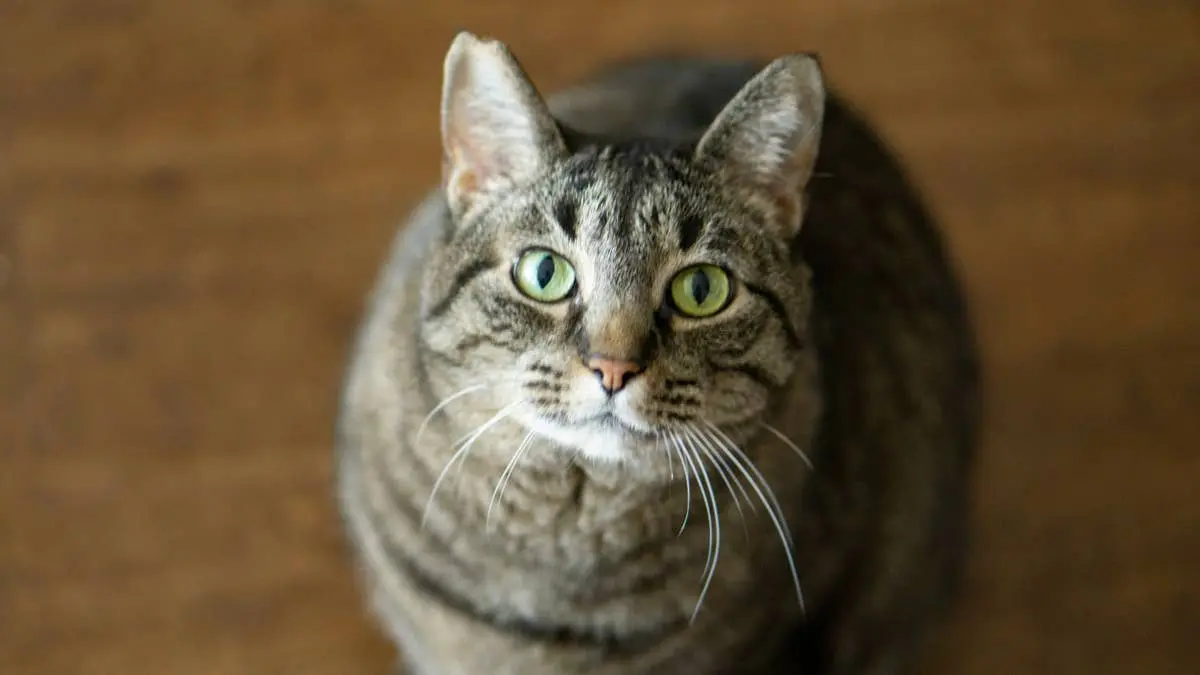 Buddy the 22‑pound tabby finds a new home after his owner leaves for a nursing home