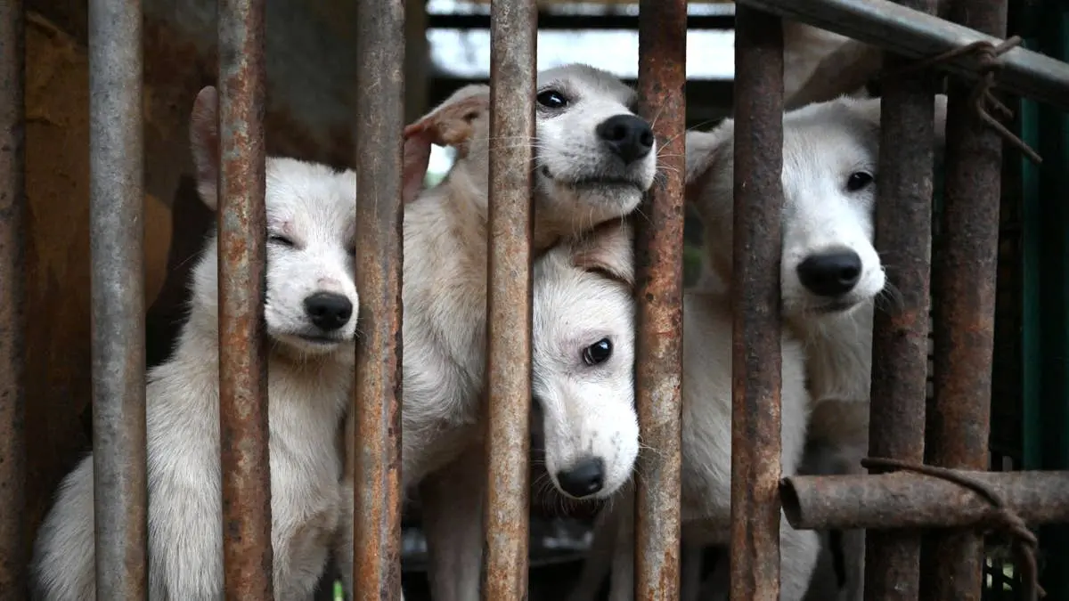 12 Dogs, 10 Cats, a Rabbit and a Goat Rescued From Tennessee Cruelty Case