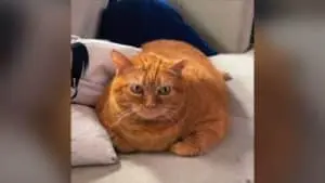 A 25-Pound Rescue Cat Named Pumpkin Is Now Healthy and Happy