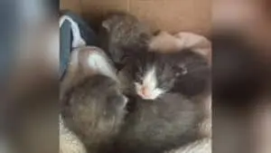 Three Tiny Kittens Finally Take Their Bottles After Storm Rescue