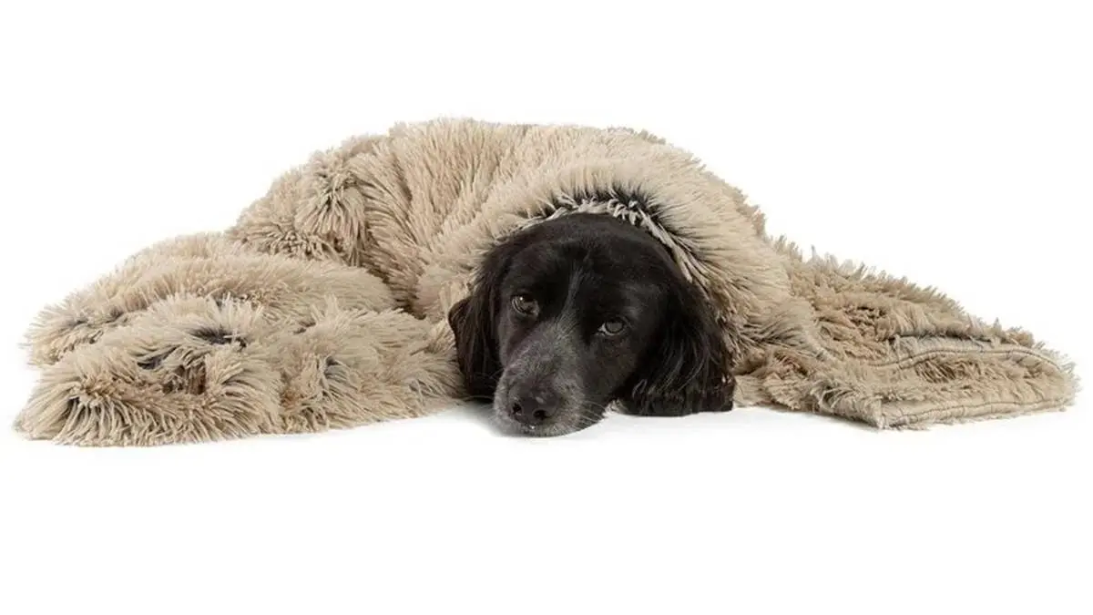 Cozy Comfort: A $30 Blanket That Calms Pets and Protects Furniture