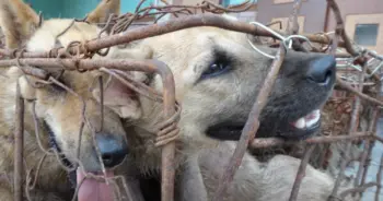 Hundreds of Dogs Rescued from the Brutal Yulin Trade