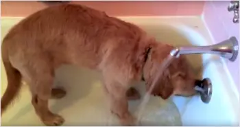 A Four-Month-Old Golden Retriever Is Mastering Bath Time Solo