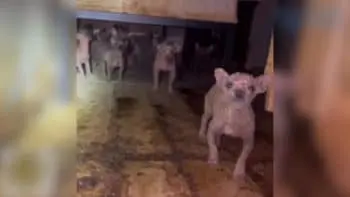 Forty-Five Tiny Dogs Rescued From Houston Trailer