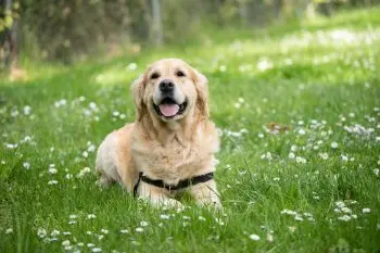 5 Best Peanut Butter Dog Treats