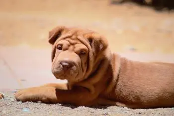 The 5 Best Wrinkle Creams, Balms, and Wipes for Shar Peis
