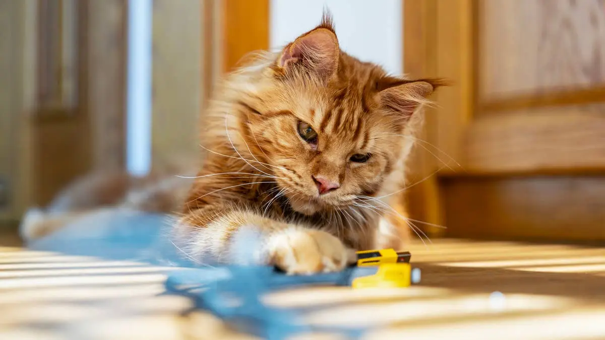 Dog‑Like Cats: Five Feline Breeds That Behave More Like Canines, Experts Say