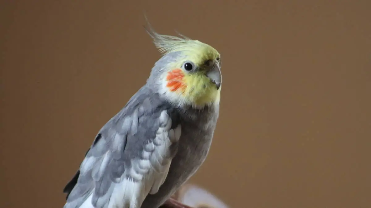 Five Small Parrots That Rival the Cockatiel’s Charm