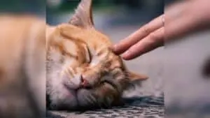 Cat Behaviorist Reveals 5 Little Ways Your Cat Says 'I Love You