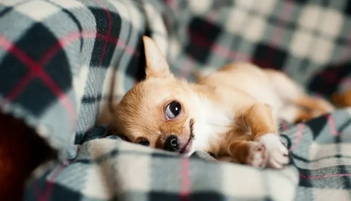 Festive Monikers for New Puppies