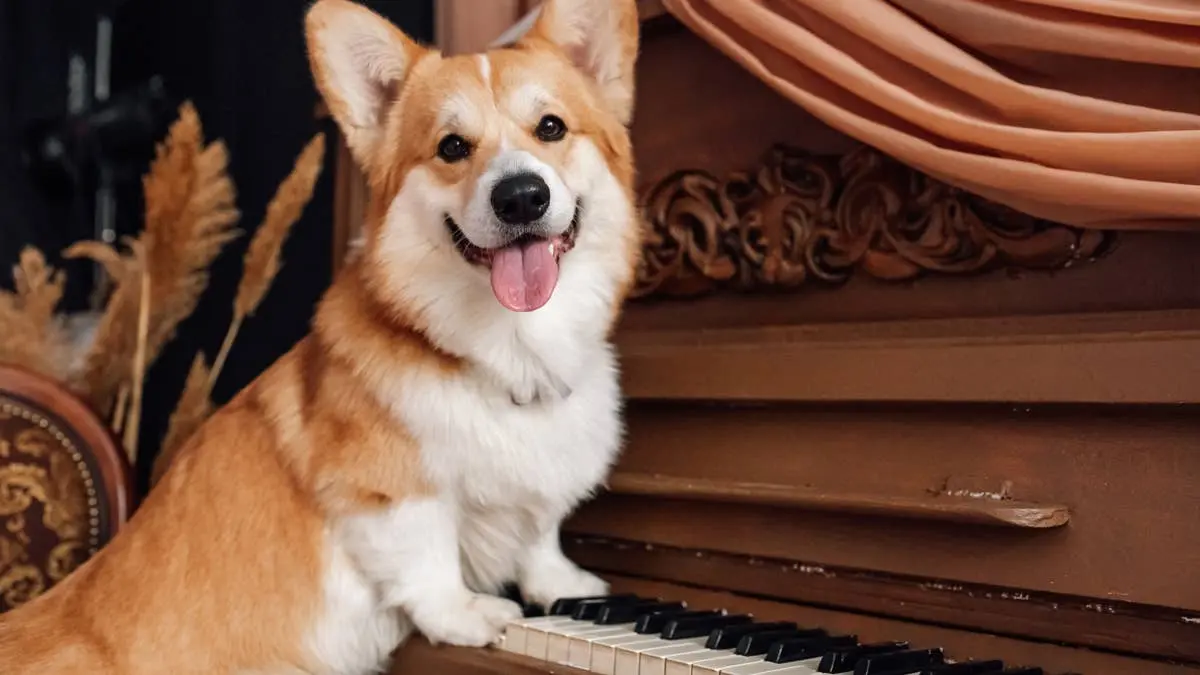 Six Dog Breeds That Share Corgi Traits, According to Veterinarians