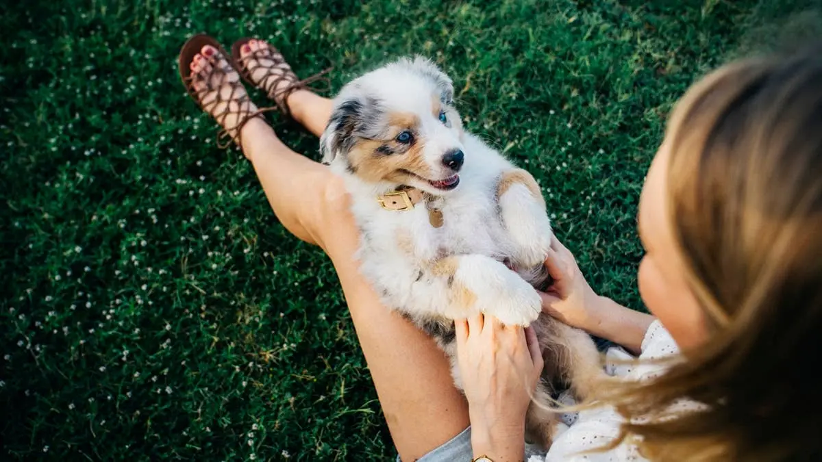 Choosing a Dog: Six Questions Experts Recommend