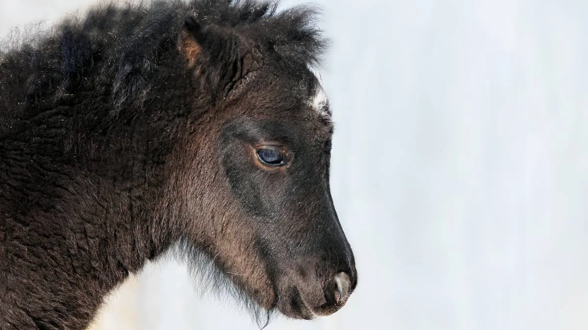 6-Month-Old Miniature Horse Finds Comfort in Stuffed Dragon Companion