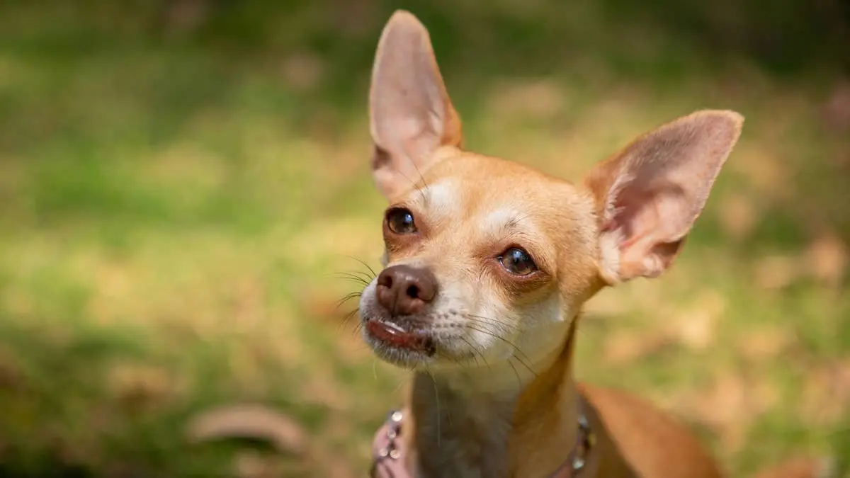 Tiny Titans: Dog Breeds That Mirror the Chihuahua’s Charm