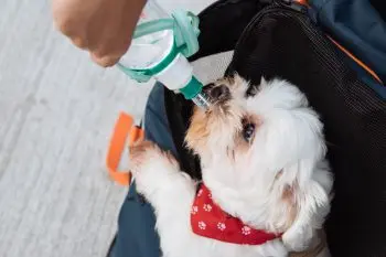Seven Top Hydration Solutions for Dogs