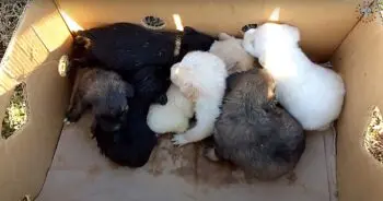 Heartless Abandonment Leaves Seven Puppies Stranded in Serbian Roadside Box