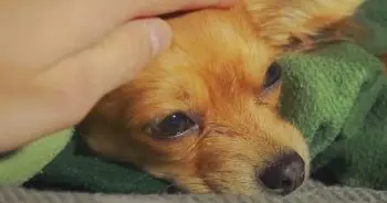 The Curious Case of Benji: A Dog Returned Seven Times to a Shelter