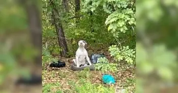 Eight-Month-Old Puppy Left in Woods With Broken Leg and Unopened Food Bag