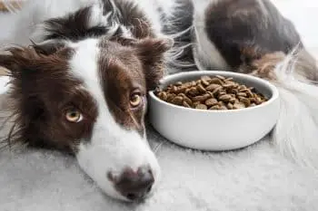 8 Top Dog Foods for Fussy Pets, Vet‑Approved for 2026