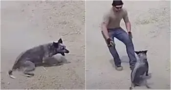 Dog’s Sudden Paralysis During Fetch Sparks Family’s Relentless Rescue Effort