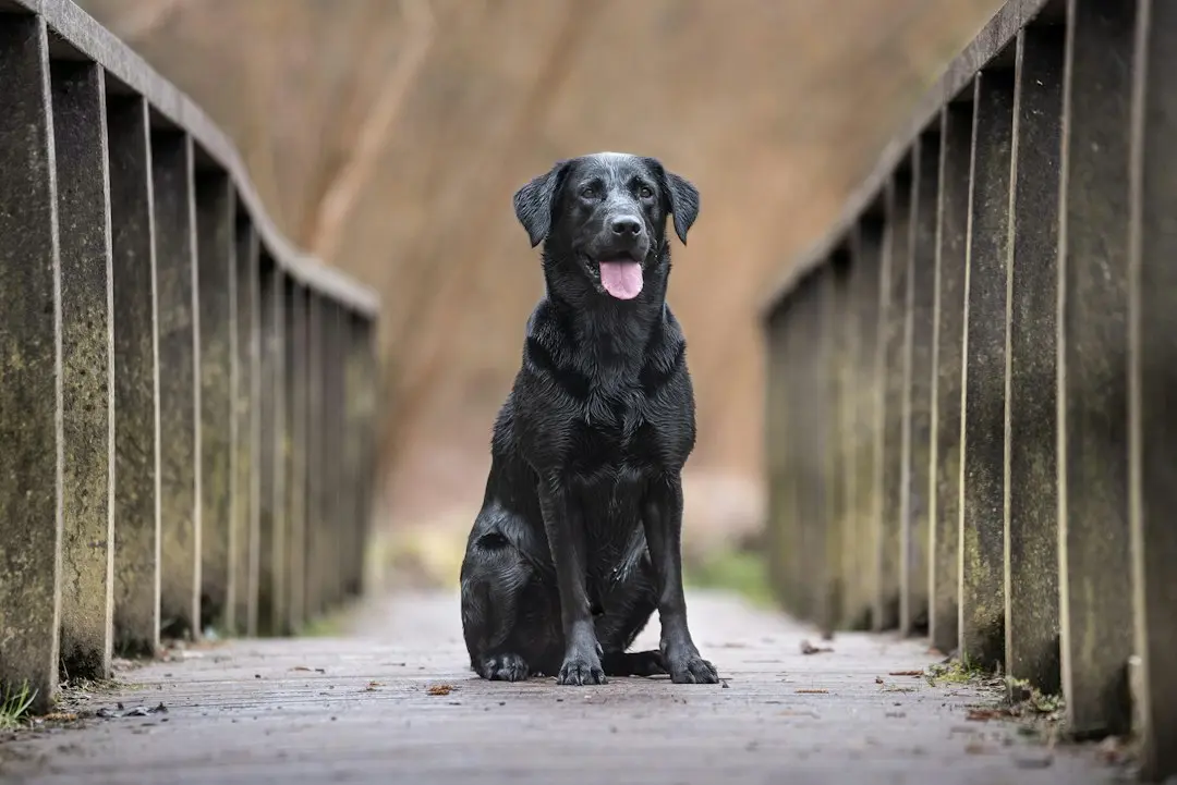 A black English Labrador named Colt recently captured hearts online while wearing a tiara