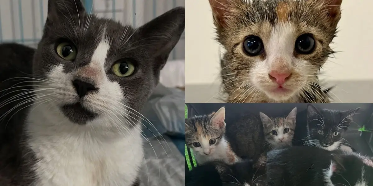 The Resilient Mother: A Cat and Her Five Kittens Face Life‑Saving Struggle Behind a Nail Salon