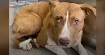 A Feral Dog Finds Safety After Years of Living on the Streets