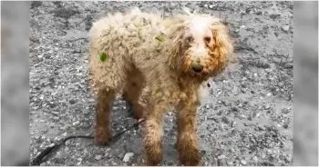 A Lone Poodle Finds Comfort Along the Riverbank
