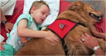 A Loyal Companion’s Final Goodbye to a Young Crash Victim