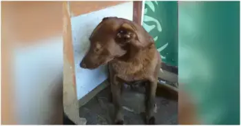 A Loyal Rescue Dog Finds Long-Awaited Joy After Two Years