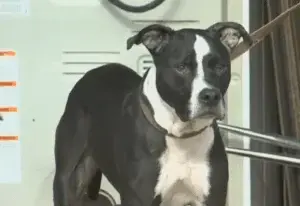 A Middle‑School Kid Saves His Dog from a House Fire