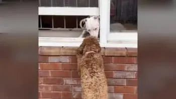 A Poodle Mix Finds Romance Through a Neighbor's Window