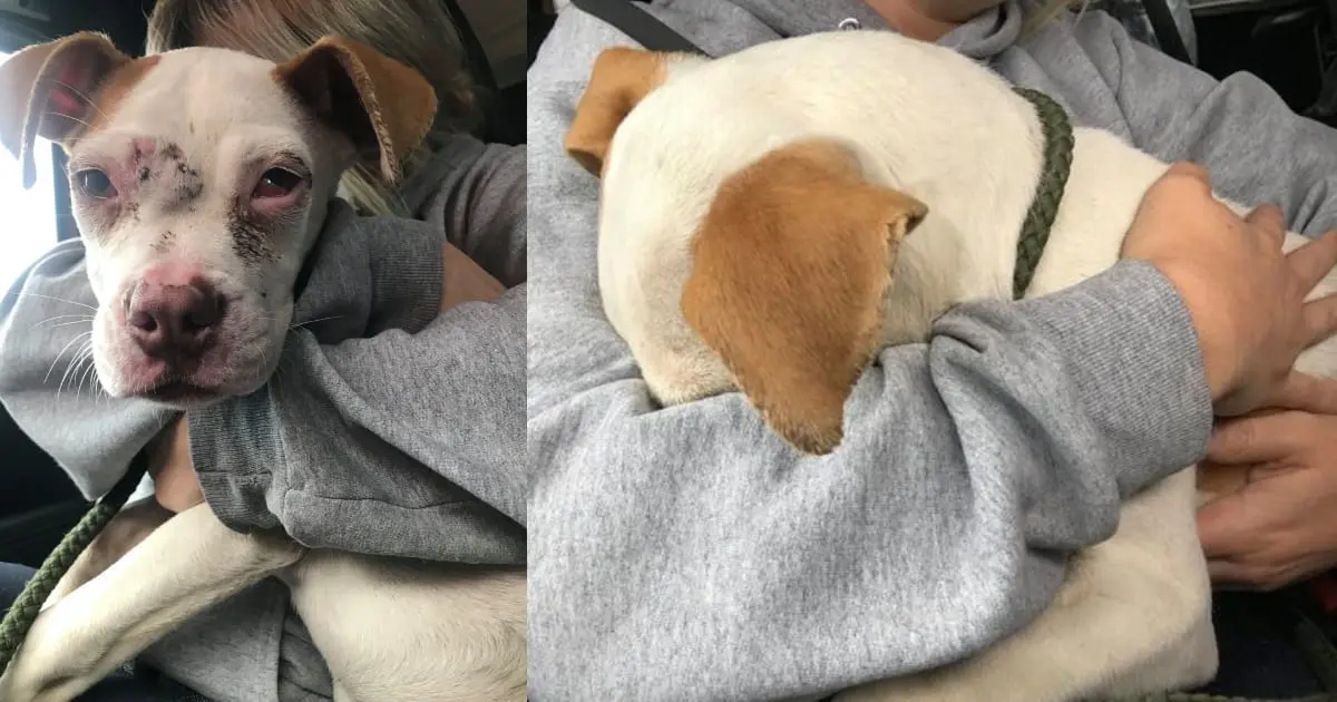 A Rescued Puppy Finds Safety After a Brutal Start to Life