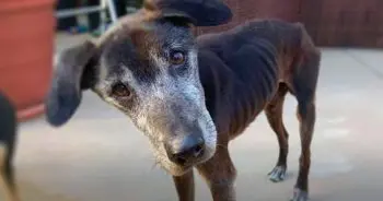 Holden’s owner claimed his aging dog deserved nothing after police seized the canine
