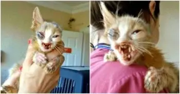 Tiny Kitten With Severe Facial Abnormalities Found Abandoned In Istanbul