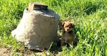 Puppy Rescue Ambush in the Serbian Woods