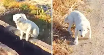 Abandoned Puppy Chases Jogger To Beg For Rescue In Remote Area